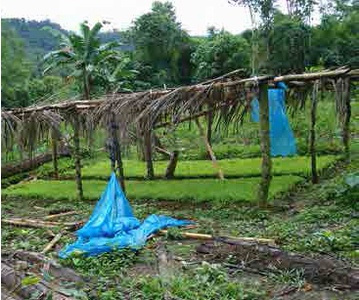 Almcigos de cultivos de coca