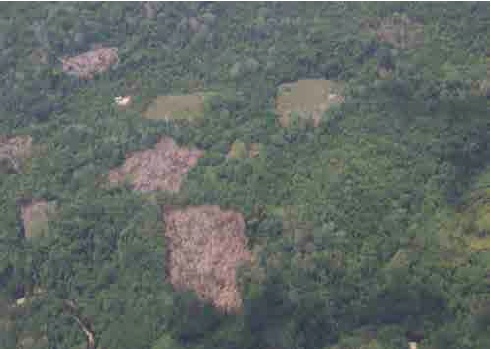 Presencia de cultivo de coca y chacras abiertas en Pichis-Palcaz